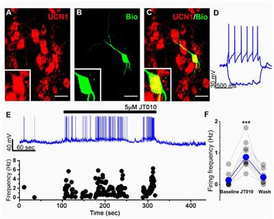 Functionally active TRPA1 ion channel is downregulated in peptidergic neurons of the Edinger-Westphal nucleus upon acute alcohol exposure